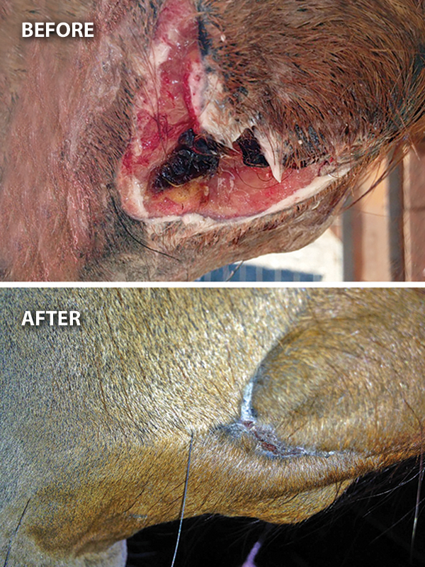 equine first aid, travelling with horses, safe trail riding, safe horse riding, safe equine first aid, horse's wounds, how to take a horse's heart rate, take horse temperature, check if a horse hydrated