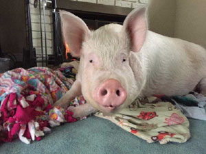 esther the wonder pig, large animal ct scanner ontario veterinary college