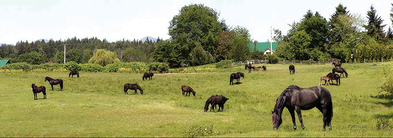 Woodmont Farm Canadian Horses, Dan Wilson breeder