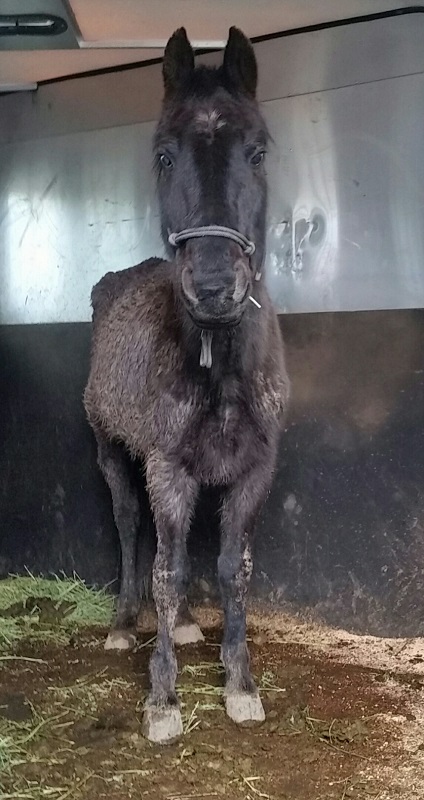 horse abuse, oregon horse abuse, equine neglect, animal legal defense fund, sound equine options non-profit