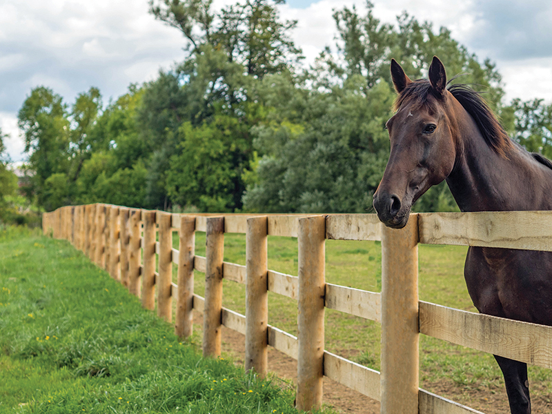what is the safest type of horse fencing? What is most functional type of horse fencing? different types of horse fencing, vinyl horse fencing, electric horse fencing, polywire horse fencing, tape horse fencing