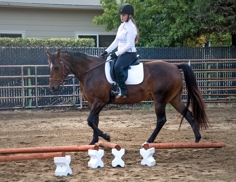 horse pole exercises, stretches for horses, jec a ballou equestrian horse trainer, groundwork for horses, corrected exercises for horses
