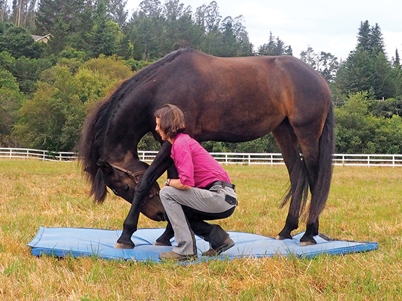 horse stretches, carrot stretches horses, help horse supple, jec ballou, groundwork for horses