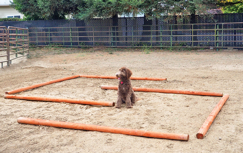 jec a ballou groundwork, stretches for horse, equine neuromuscular patterns, imbalance in horse exercises