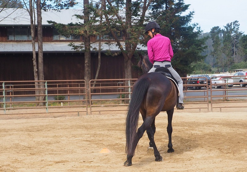 walking workouts horse, best way to exercise horse, exercising horse at walk, jec ballou