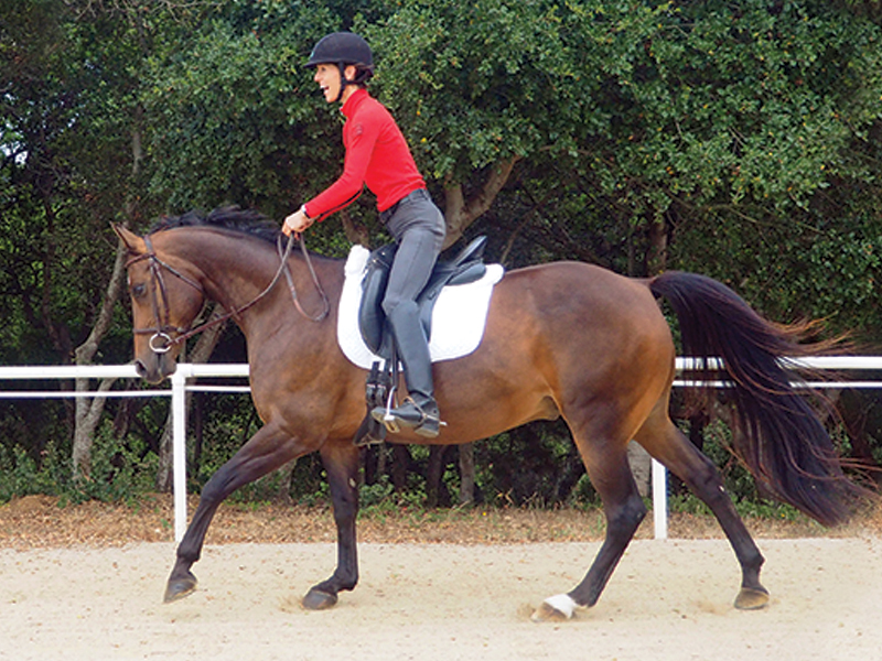 how do i canter my horse, preparing a horse to canter, ways to canter, jec ballou horse training, types of equine gaits, benefits of cantering horse