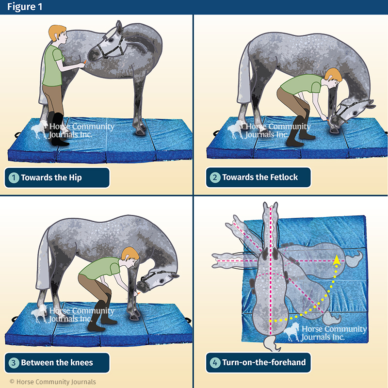 jec a ballou groundwork, stretches for horse, equine neuromuscular patterns, imbalance in horse exercises