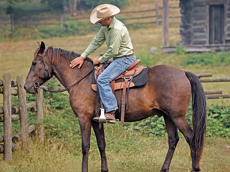 Jonathan Field training tips, how to train young horses, tips on training young horses, how to get the most out of your young horse
