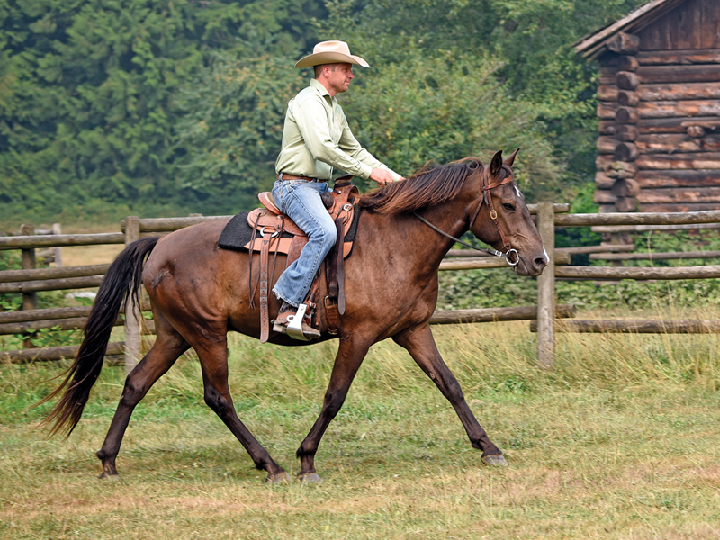 Jonathan Field training tips, how to train young horses, tips on training young horses, how to get the most out of your young horse