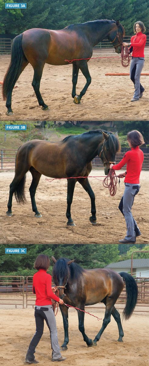 jec ballou equine trainer, using the long cavesson on horse, equine groundwork, lateral poll flexion horse