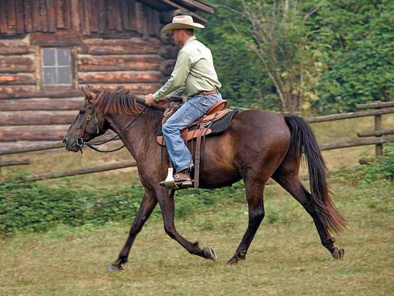Jonathan Field training tips, how to train young horses, tips on training young horses, how to get the most out of your young horse