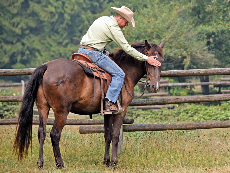 Jonathan Field training tips, how to train young horses, tips on training young horses, how to get the most out of your young horse