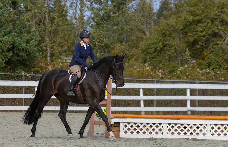 walking horse jump course, learning your horse jump course, studying equine jump course