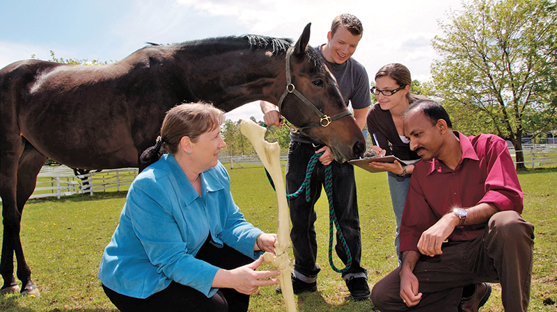 who are some of canada's horse industry builders? John Scott, Cara Whitham, Jack Pemberton, Alfred Fletcher, Guy Weadick, Dr. Sherman Olson, Dr. Gillian Lawrence, David Esworthy, Gayle Ecker, Bill Collins, Peter Cameron, Faith Berghuis, Ian Miller