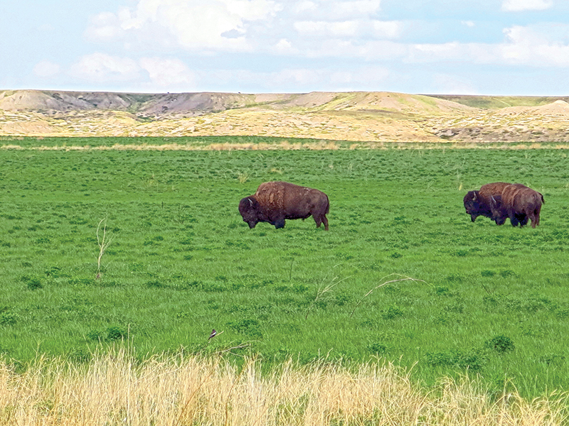 riding with bison in canada, bison in the canadian wilderness, horse riding with bison, Bison in Grasslands National Park