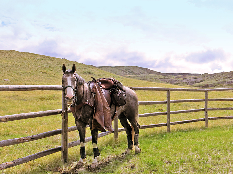 riding with bison in canada, bison in the canadian wilderness, horse riding with bison, Bison in Grasslands National Park