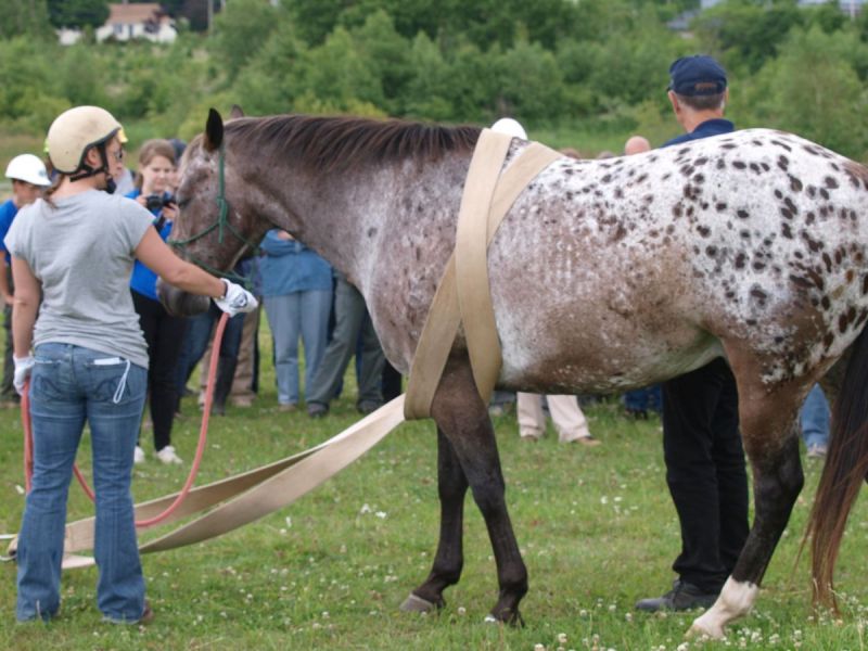 equine emergencies, what to do in case of a horse trailer accident, how to help my horse in an emergency, horse rescuers