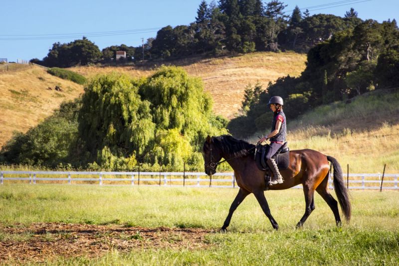 spring conditioning horse, spring horse exercises, prepping your horse for show, exercising horse, jec ballou, equine groundwork, horse, dressage horse exercises, jumper horse exercises, western horse exercises, hunter horse exercises