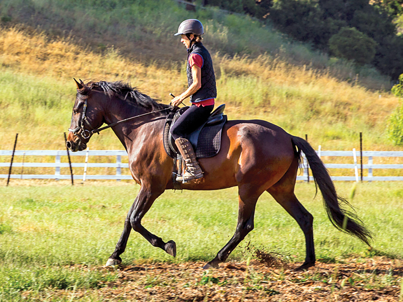 how do i canter my horse, preparing a horse to canter, ways to canter, jec ballou horse training, types of equine gaits, benefits of cantering horse