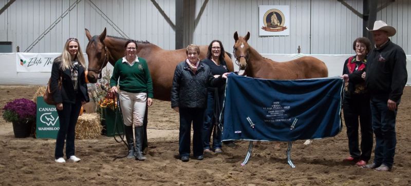 canadian warmblood fall classic sale, cwhba sale, red deer warmblood sale, 2019 warmblood sale, teresa van bryce