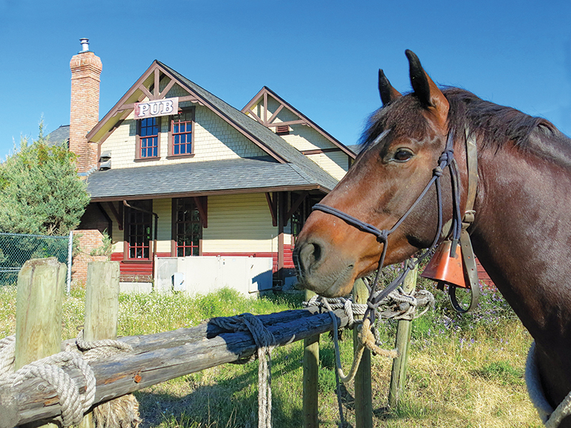 horse camping tips, some ways to improve horse camping, go camping with your horse