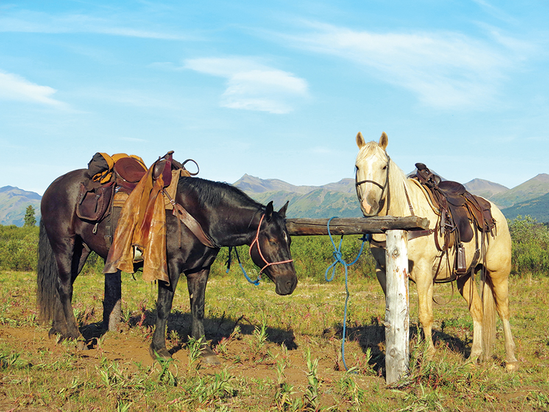 horse camping tips, some ways to improve horse camping, go camping with your horse