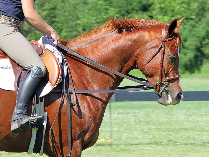 horse bits, contact with horse, dull mouth horse, bit evasion, how to get a light mouthed horse, lindsay grice