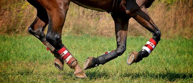 obtaining capital for Horse Sports, getting money for Horse Sport, gathering money for Horse Sport, Crowdfunding for horse sports