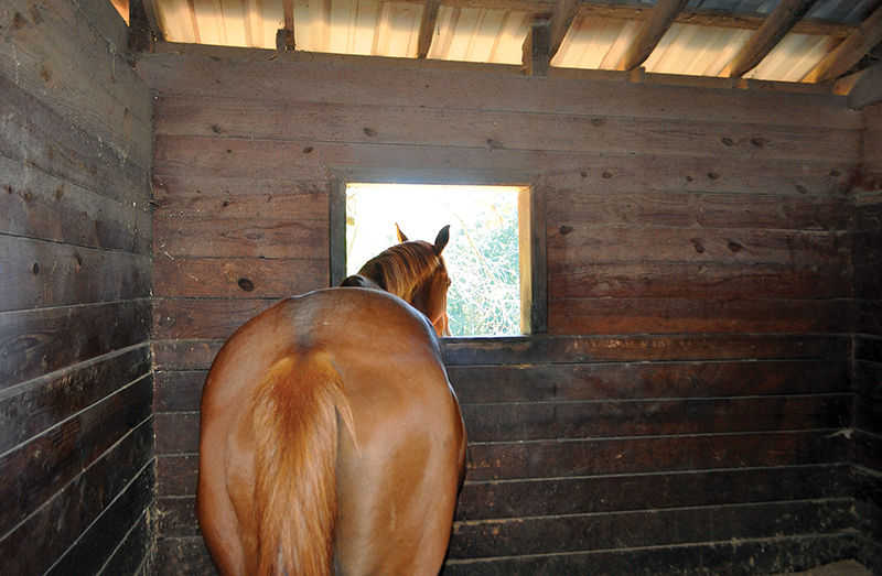 design Horse Stall layout, Eileen Wheeler, Ph.D., Professor of Agricultural Engineering, dimensions of horse stall, ventilating horse stall, equine respiratory, lights for horse stall, flooring for horse stall