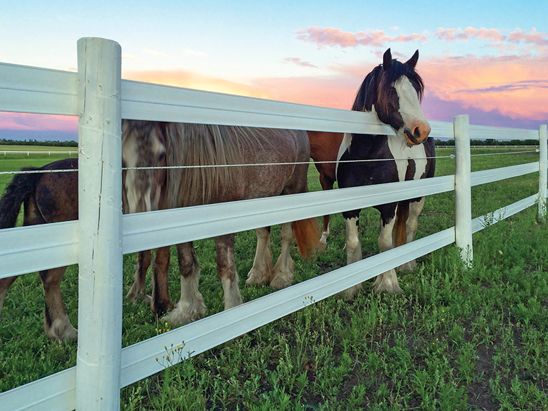 what is the safest type of horse fencing? What is most functional type of horse fencing? different types of horse fencing, vinyl horse fencing, electric horse fencing, polywire horse fencing, tape horse fencing