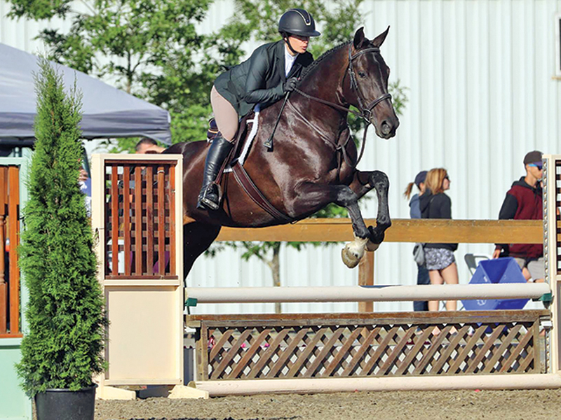 ways to budget horse expenses, how do I budget for horse expenses? Are horses expensive? create monthly budget for horse expenses