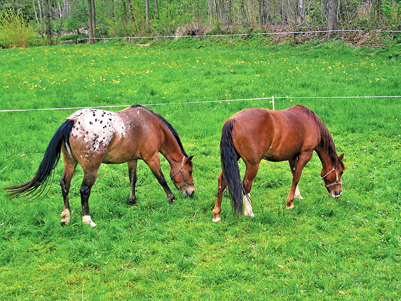 what is the safest type of horse fencing? What is most functional type of horse fencing? different types of horse fencing, vinyl horse fencing, electric horse fencing, polywire horse fencing, tape horse fencing