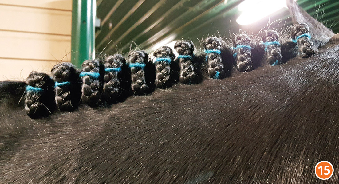 how to braid horse for hunter, how to braid horse for jumper, how to braid horse for dressage