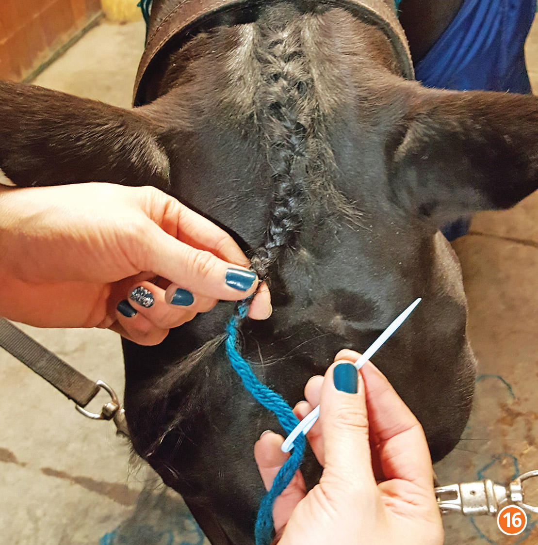 how to braid horse for hunter, how to braid horse for jumper, how to braid horse for dressage