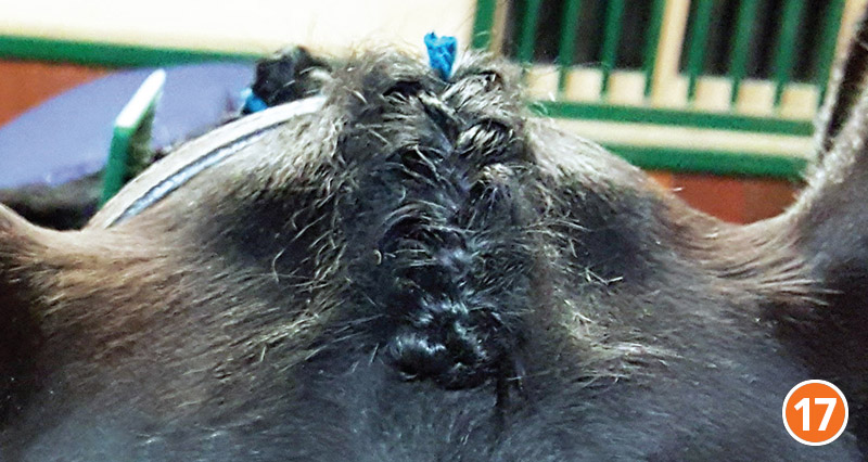 how to braid horse for hunter, how to braid horse for jumper, how to braid horse for dressage