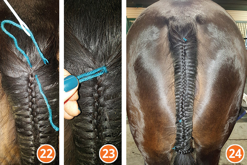 how to braid horse for hunter, how to braid horse for jumper, how to braid horse for dressage