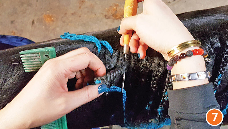 how to braid horse for hunter, how to braid horse for jumper, how to braid horse for dressage