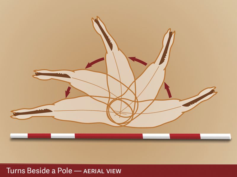 exercises for horses, jec ballou riding exercises, training horses with poles, pole exrcises horses