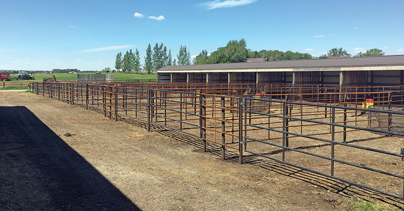 what is the safest type of horse fencing? What is most functional type of horse fencing? different types of horse fencing, vinyl horse fencing, electric horse fencing, polywire horse fencing, tape horse fencing