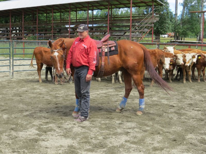  Easy Moon Delight cestnut quarter horse, mr easy quarter horse gelding doc bar linage water valley alberta victoria polo club