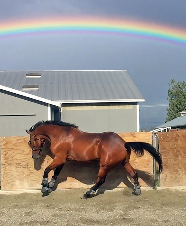 horse tossing head, horse resisting bit, does my horse have tmd? horse misbehaving, equine surgery for tmd, wcvm equine tmd research, margaret evans