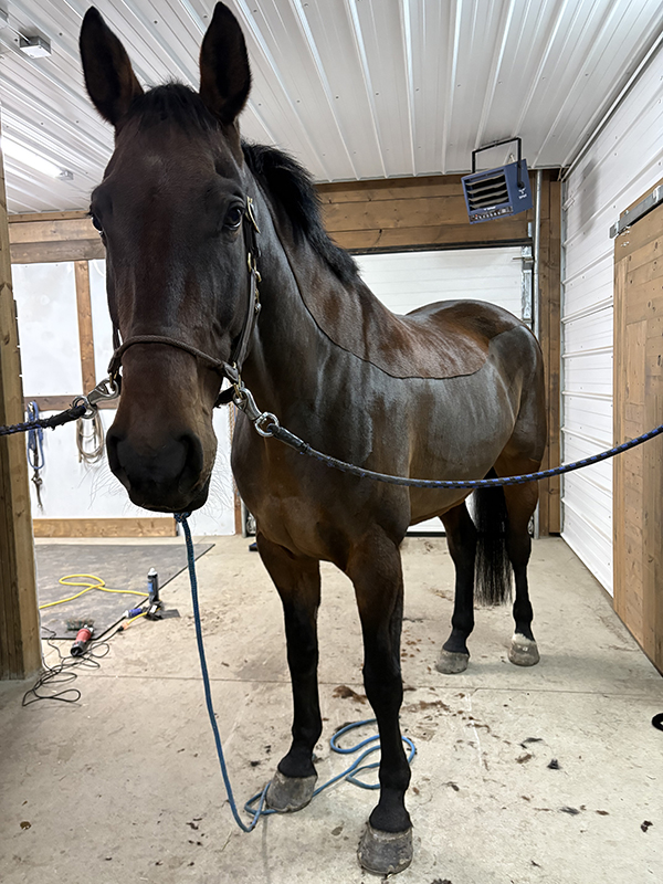 north country equestrian blog, popular horse blog, winter horse care, winter horse grooming, abby stilwell blog