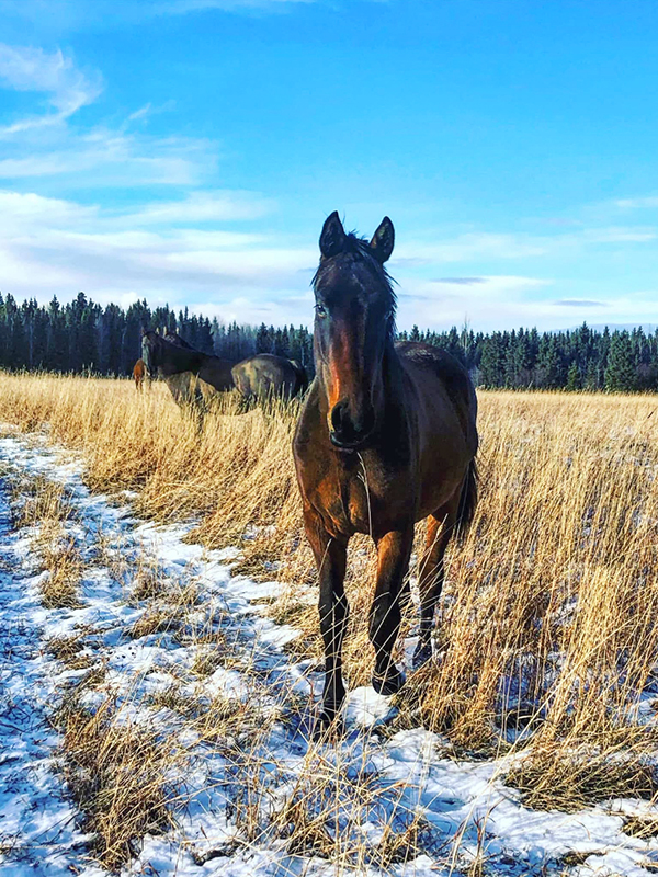 north country equestrian blog, popular horse blog, winter horse care, winter horse grooming, abby stilwell blog