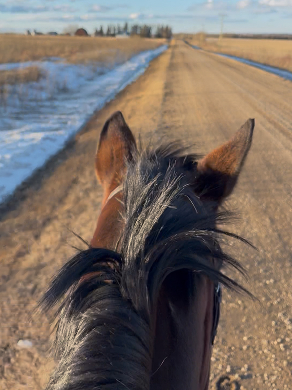 north country equestrian blog, popular horse blog, winter horse care, winter horse grooming, abby stilwell blog