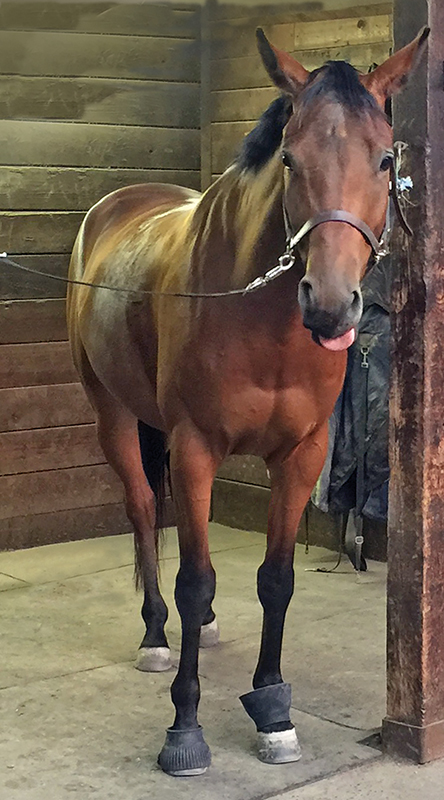 horse tossing head, horse resisting bit, does my horse have tmd? horse misbehaving, equine surgery for tmd, wcvm equine tmd research, margaret evans