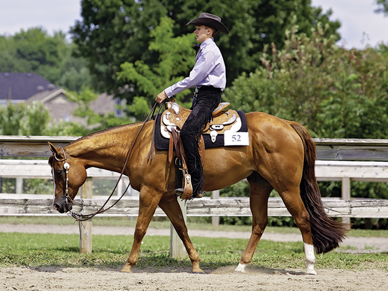 lindsay grice, flat class, how to judge a flat class, how to judge rail class, rules of a flat class, how to prepare flat class, lindsay grice