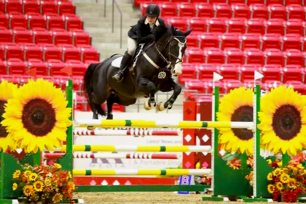 CWHBA Fall Classic Breeders Sale 2020, chelletto z warmblood, meer kat warmblood mare, nikita warmblood filly, abira warmblood yearling, sir peter in florence weanling, inshallah