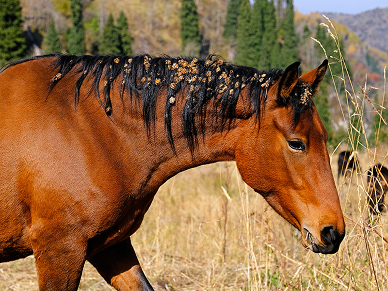 hrose with burrs in mane, how to remove burrs from a horse's mane, burrs in horse's tail, first aid for burrs