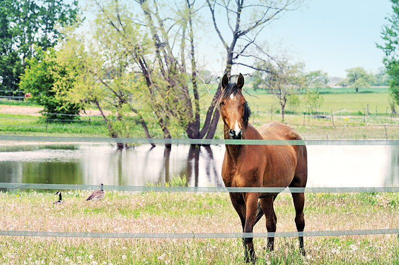 buy a horse property, horse properties canada, equestrian properties canada, how to buy a horse farm, owning a horse