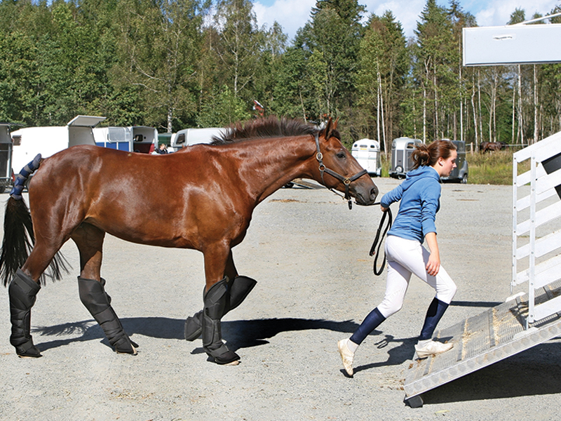 choosing a commercial transporter, how to transport a horse, commercial horse transporters canada, kevan garecki, transport for a special needs horse